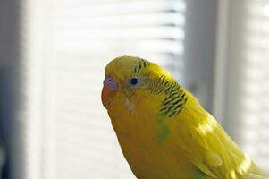 mignonne Jaune perruche perroquet à la recherche à le caméra photo