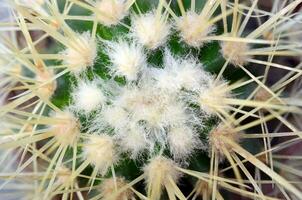 cactus aiguilles dans une pot sur une gris Contexte. photo