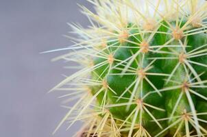 cactus aiguilles dans une pot sur une gris Contexte. photo