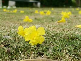 Jaune fleurs sont chute sur herbe. photo
