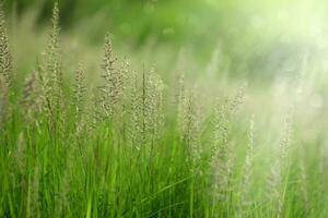 fleur herbe avec lumière du soleil. photo