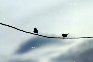 noir silhouette de oiseau sur une branche photo