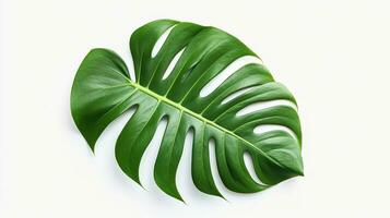 ai généré monstera feuille sur blanc Contexte. vert, environnement, décoration photo