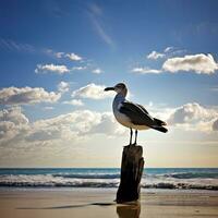 ai généré mouette sur le plage en dessous de bleu ciel. photo