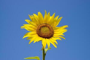 une épanouissement tournesol contre une bleu ciel et Soleil. photo