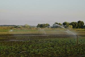 irrigation système dans champ de melons. arrosage le des champs. arroseur photo