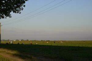 ouvriers sur le plantation manuellement tirer en dehors le mauvaises herbes. ouvriers dans le champ travail photo