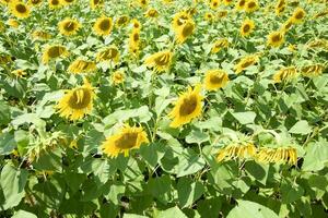 champ de épanouissement tournesols. floraison tournesols dans le champ. tournesol champ sur une ensoleillé journée. photo