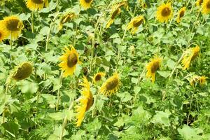 champ de épanouissement tournesols. floraison tournesols dans le champ. tournesol champ sur une ensoleillé journée. photo