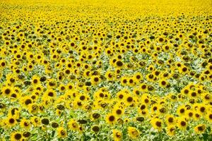 champ de épanouissement tournesols. floraison tournesols dans le champ. tournesol champ sur une ensoleillé journée. photo