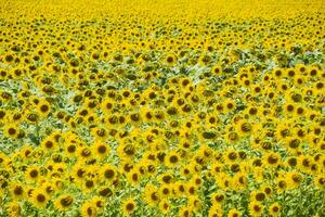 champ de épanouissement tournesols. floraison tournesols dans le champ. tournesol champ sur une ensoleillé journée. photo