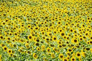 champ de épanouissement tournesols. floraison tournesols dans le champ. tournesol champ sur une ensoleillé journée. photo