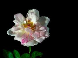 le délicat pétales de une dépérissement Sakura gasumi Rose photo