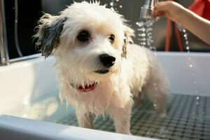 ai généré toiletteur baignades bichon frise mélanger dans animal de compagnie salon pour se faire dorloter photo