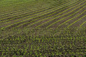 Lignes de blé choux début à grandir. blé semis croissance dans champ dans de bonne heure printemps. photo