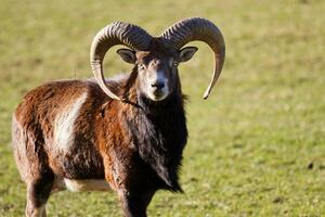 gros européen mouflon dans le Prairie photo