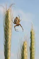 araignée sur blé photo