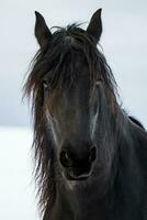 portrait, beauté, frison, cheval photo