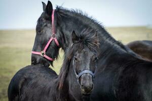 beauté poulain - frison cheval étalon photo