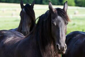 frison cheval sur pâturage photo