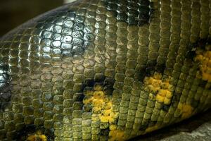 détail de une grand anaconda serpent peau de vivant corps photo