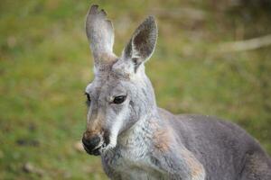 portrait de une kangourou photo