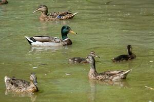 Masculin et femelle canards sur étang photo