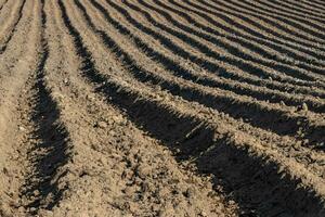 Terre crêtes dans une Patate champ dans printemps. plantation patates. agricole champ. photo