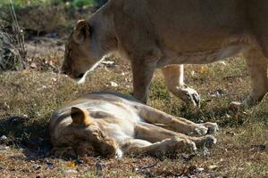 asiatique lionne. une de façon critique en danger espèces. photo