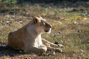 asiatique lionne. une de façon critique en danger espèces. photo