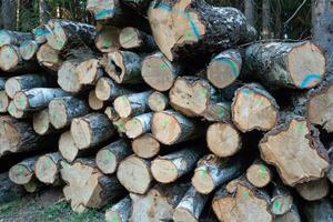 pile de bois. une vue de énorme de bouleau journaux empiler. photo