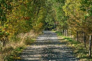 coloré des arbres et rural route dans l'automne forêt. l'automne des arbres. photo