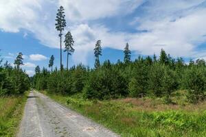 route dans forêt. forêt sentier. photo