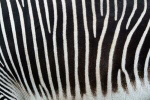 détail de une noir et blanc rayures sur une zèbre peau photo