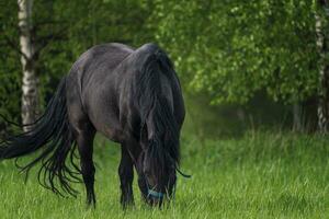 frison cheval pâturage dans le Prairie photo