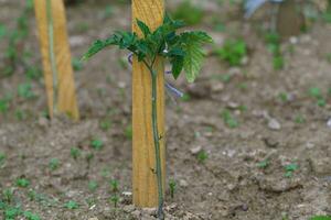 tomate semis dans le sol photo