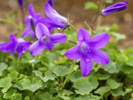 jolies fleurs bleues de campanula portenschlagiana, variété resholt photo