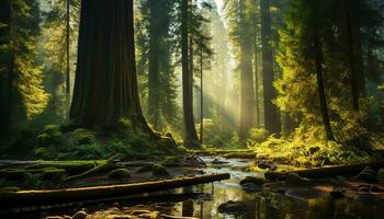 ai généré une chemin par le les bois avec grand des arbres photo