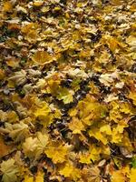 déchue feuilles. Contexte de déchue l'automne feuilles. Jaune l'automne feuilles photo