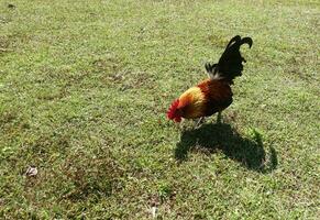 poulet sur le vert herbe et ombre photo