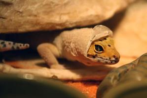 gecko qui perd la tête photo