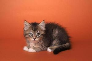 chaton maincoon avec de grands yeux photo