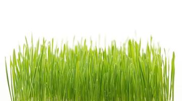 L'herbe de blé vert isolé sur fond blanc photo