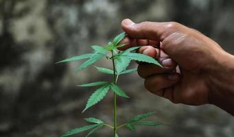 main tenant des feuilles de marijuana photo