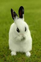 lapin blanc à l'extérieur dans l'herbe photo