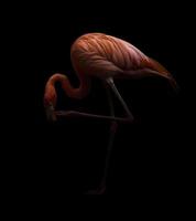 oiseau flamant rose dans un fond sombre photo