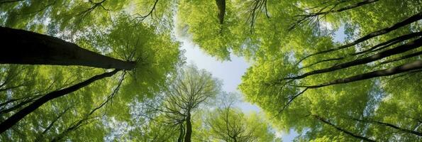 ai généré à la recherche en haut à le vert hauts de des arbres. ai généré photo