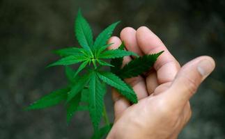 main tenant des feuilles de marijuana