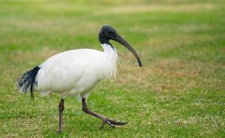 ibis blanc australien photo