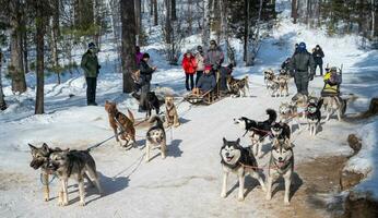 Listvianka, Russie - 04-03-2020 - touristique en jouant chien luge dans listvyanka une petit ville dans Irkoutsk oblast sur le rivages de Lac baïkal. il est une fantastique façon à expérience le beauté de la nature. photo